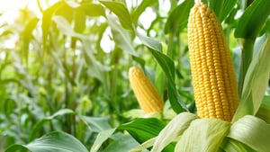 corn blog