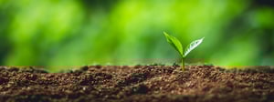 soil and plant
